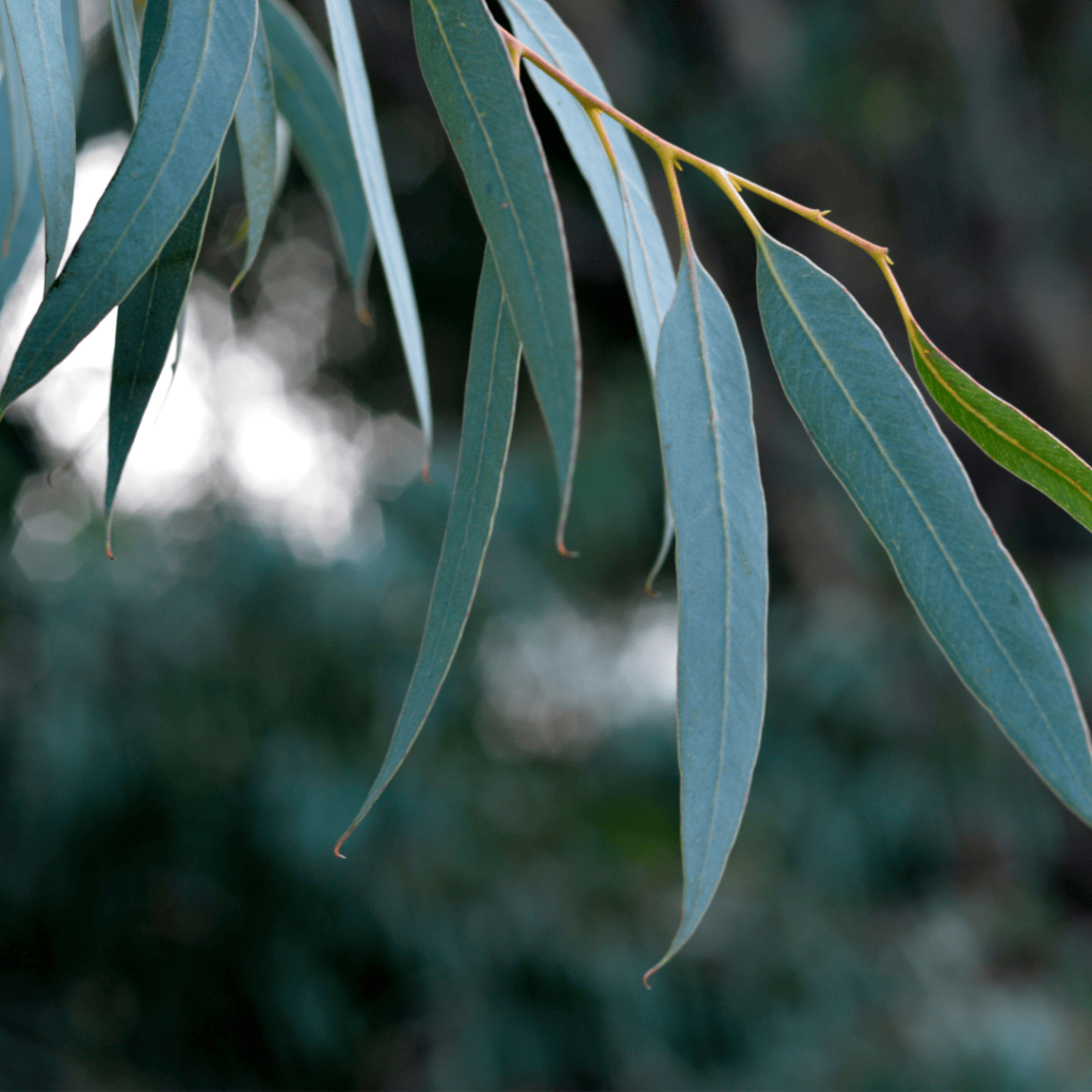 Feuilles d'eucalyptus des tapis vegans de Tencel à base d'eucalyptus ou épicéa ou de bouleau ou de hêtre de la marque Interior'n co